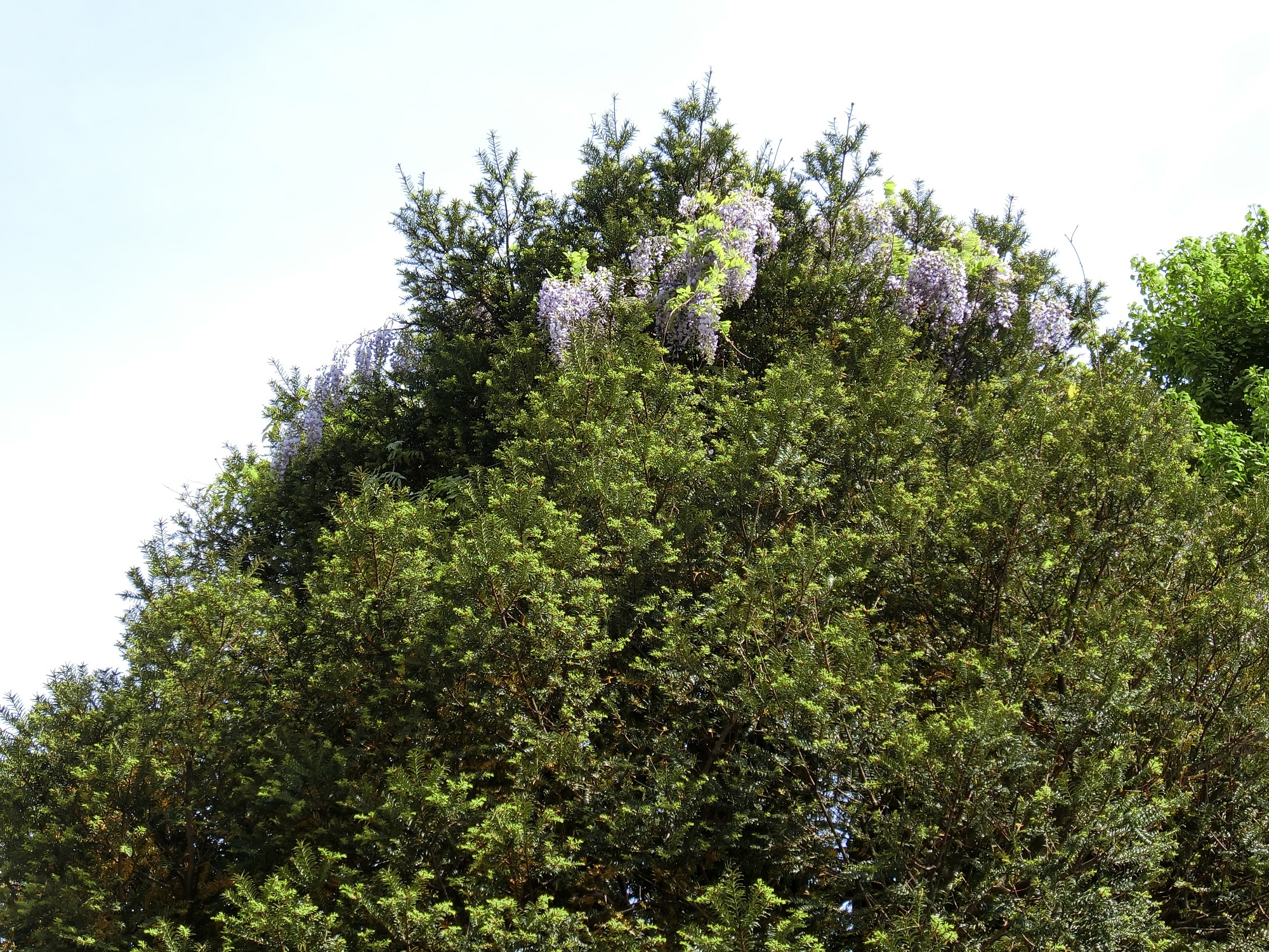 榧の木に藤の花