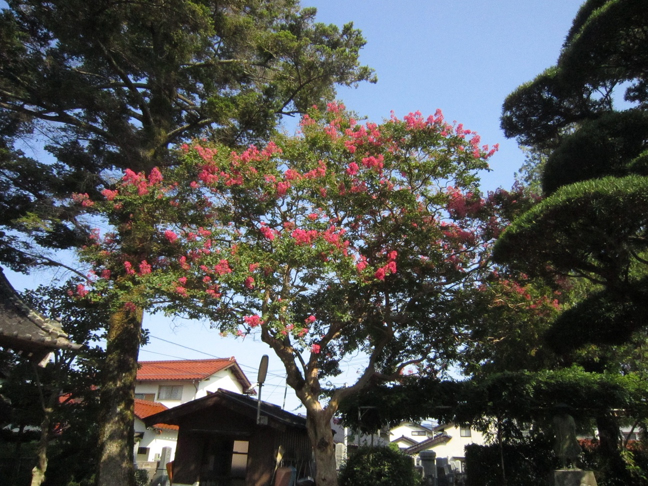 百日紅・写真