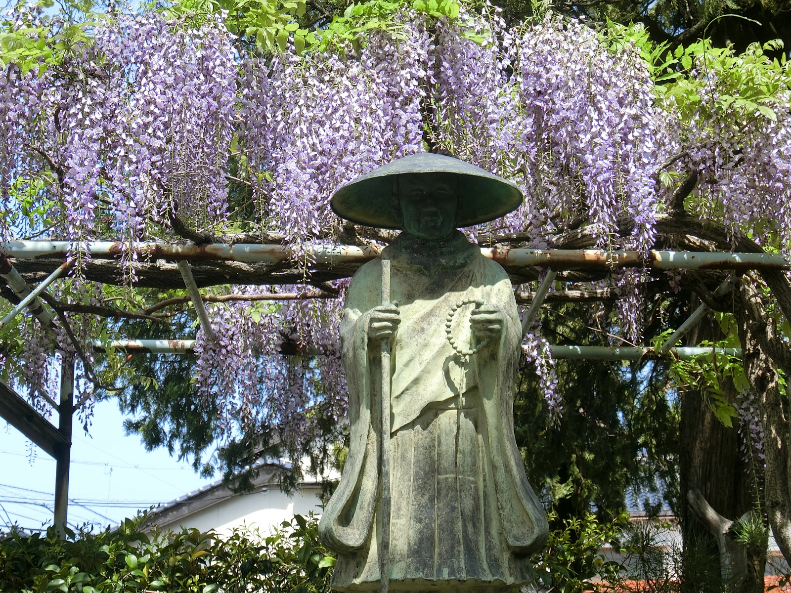 聖人像と藤の花